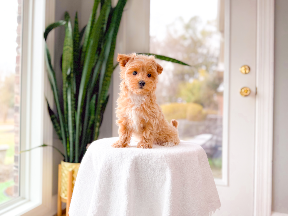 Cute Malt a Poo Poodle Mix Puppy