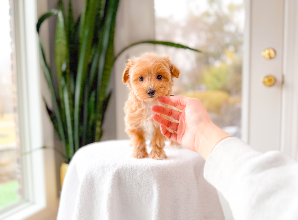 Cute Maltipoo Poodle Mix Pup