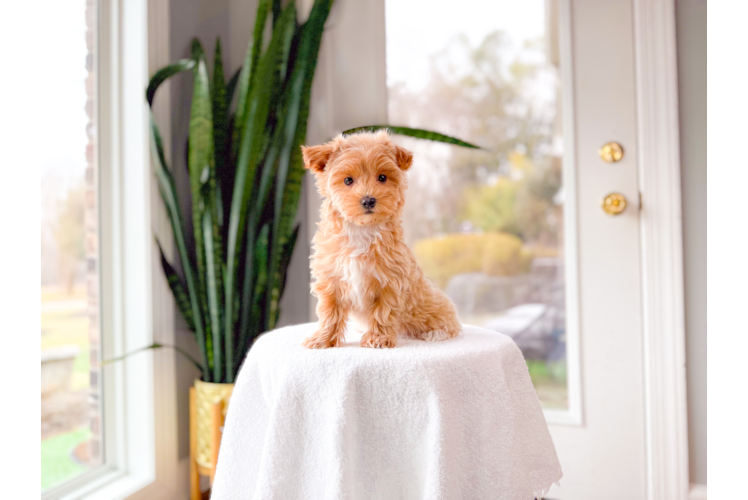 Maltipoo Pup Being Cute