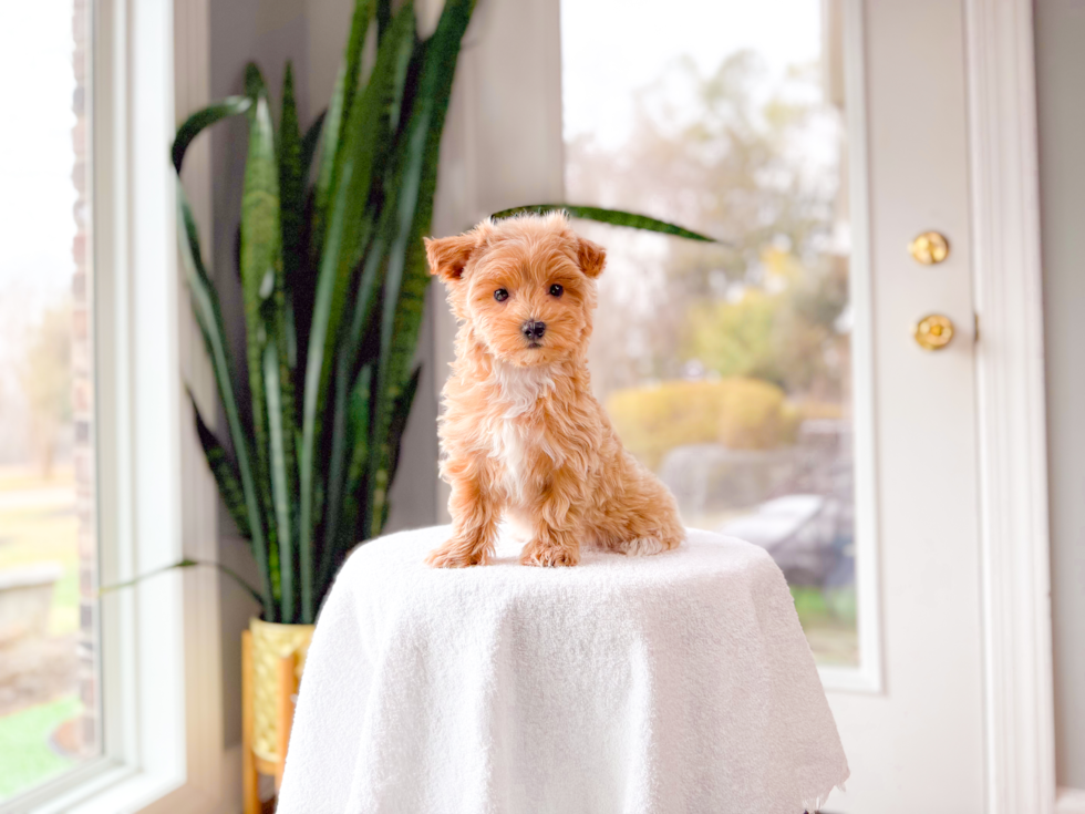 Maltipoo Pup Being Cute