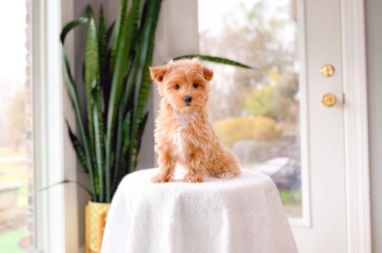 Maltipoo Pup Being Cute