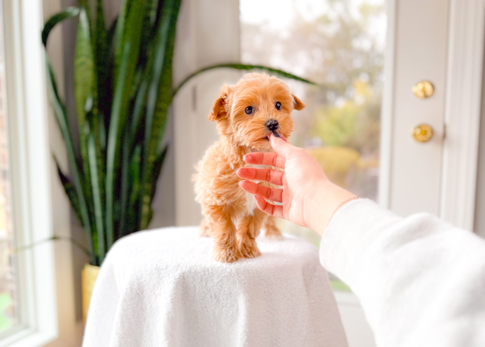 Cute Malt a Poo Poodle Mix Puppy