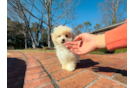 Maltipoo Pup Being Cute