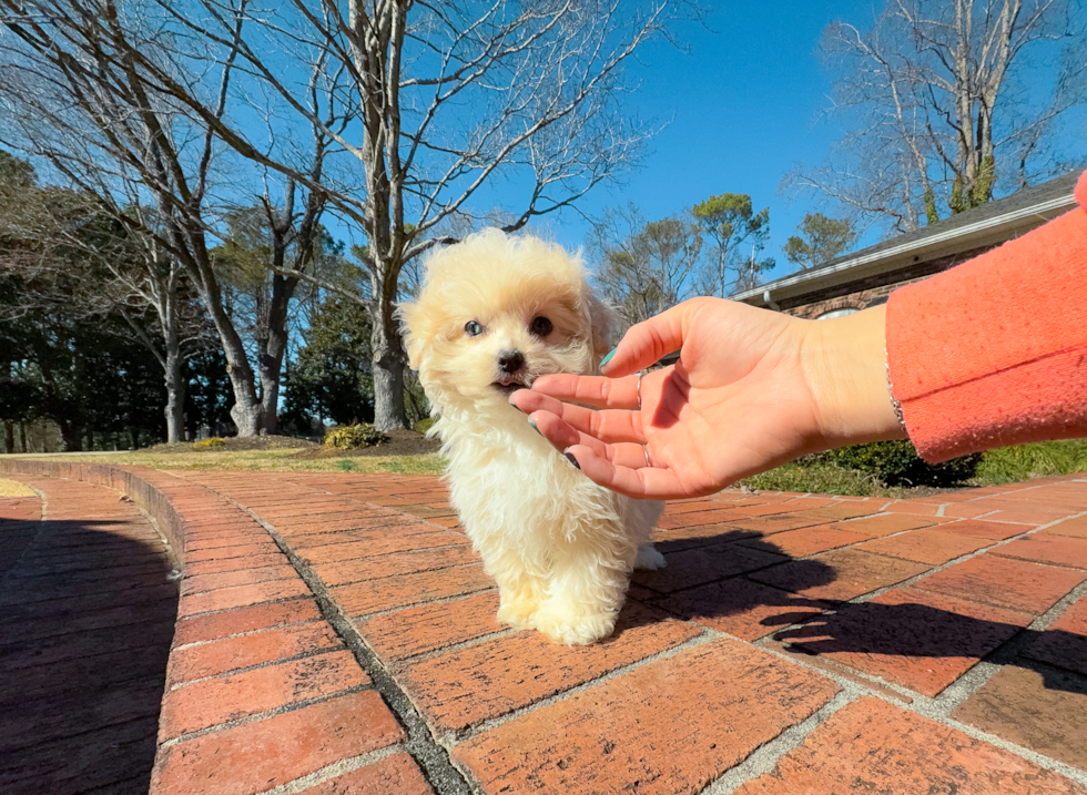 Maltipoo Pup Being Cute