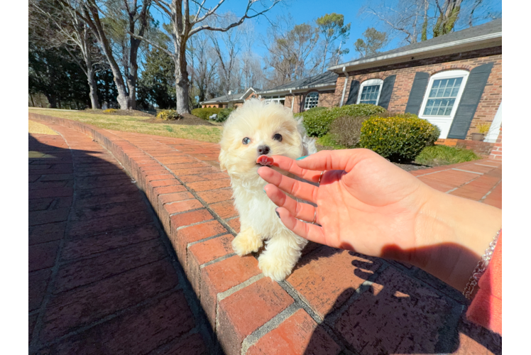 Maltipoo Pup Being Cute