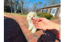 Maltipoo Pup Being Cute