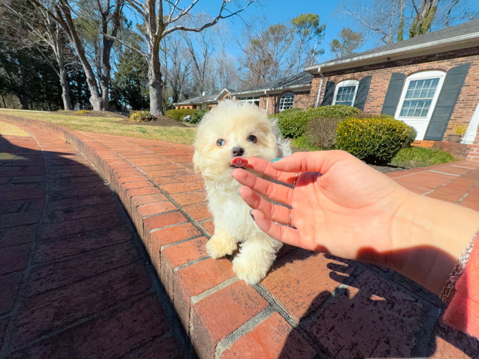 Maltipoo Pup Being Cute