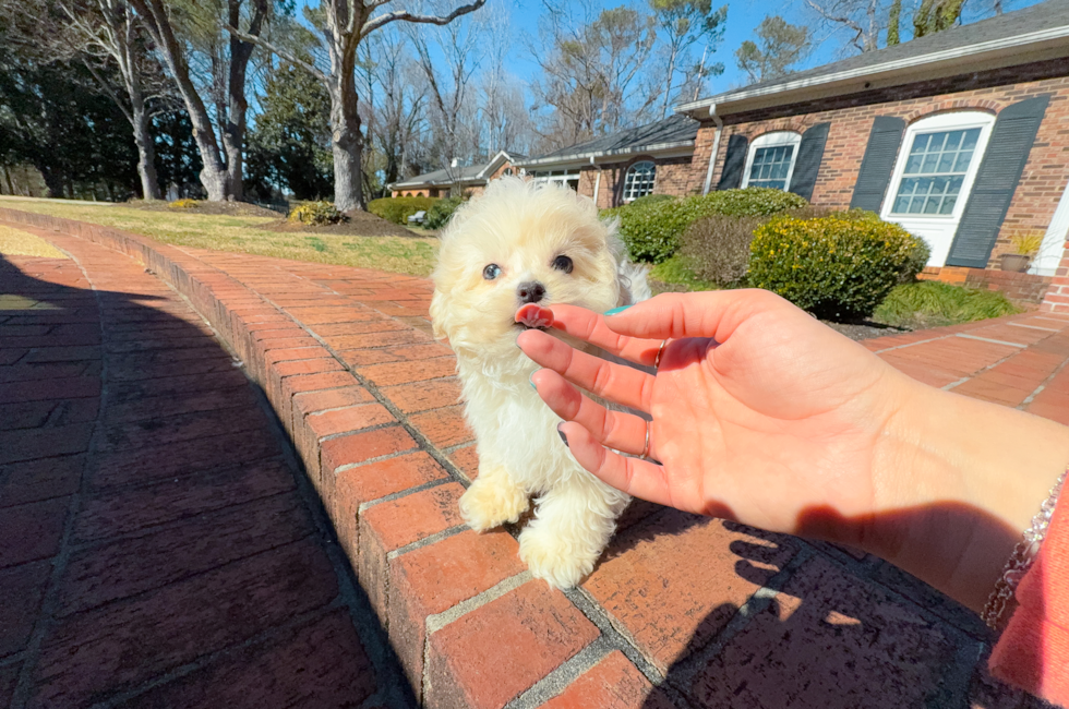 11 week old Maltipoo Puppy For Sale - Simply Southern Pups