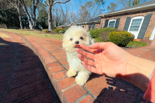 Cute Maltipoo Baby