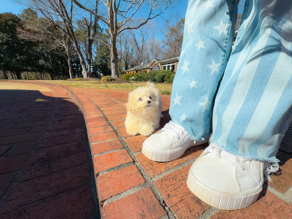 Best Maltipoo Baby