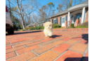 Cute Maltipoo Baby