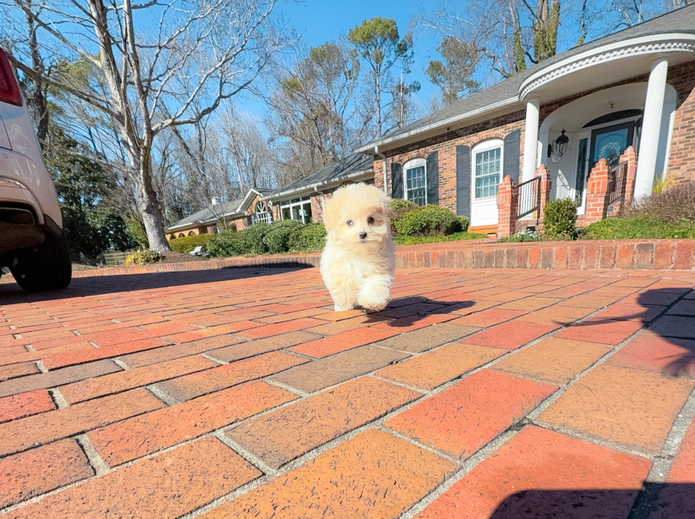 Cute Maltipoo Baby