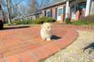 Cute Maltipoo Baby