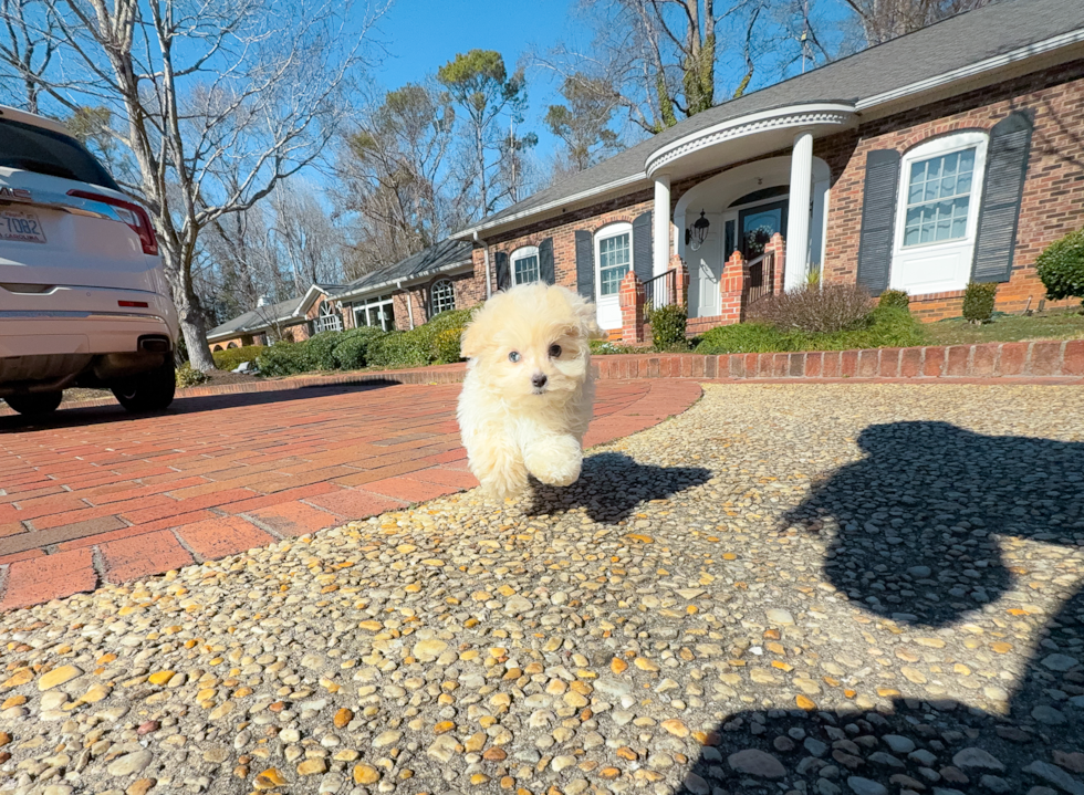 Cute Malt a Poo Poodle Mix Puppy