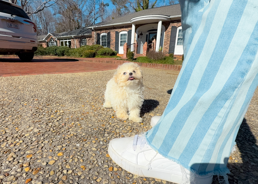 Cute Maltipoo Baby