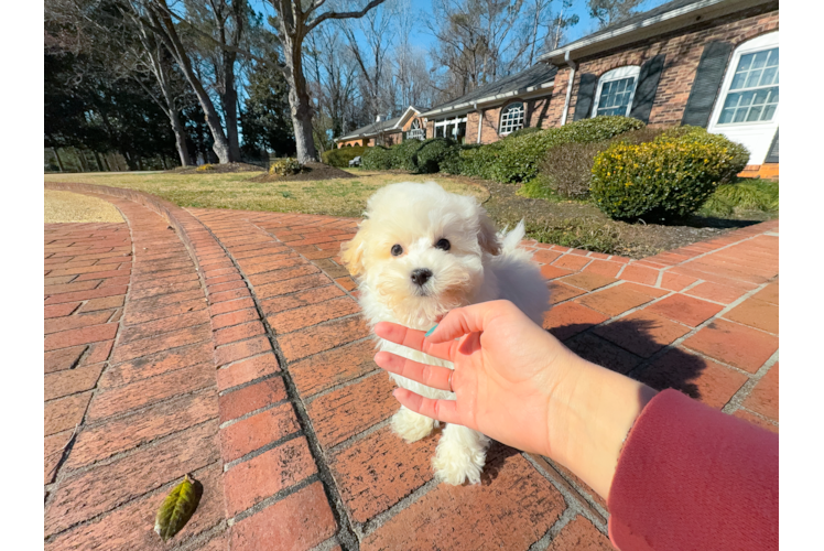 Cute Malt a Poo Poodle Mix Puppy