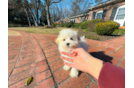 Cute Malt a Poo Poodle Mix Puppy