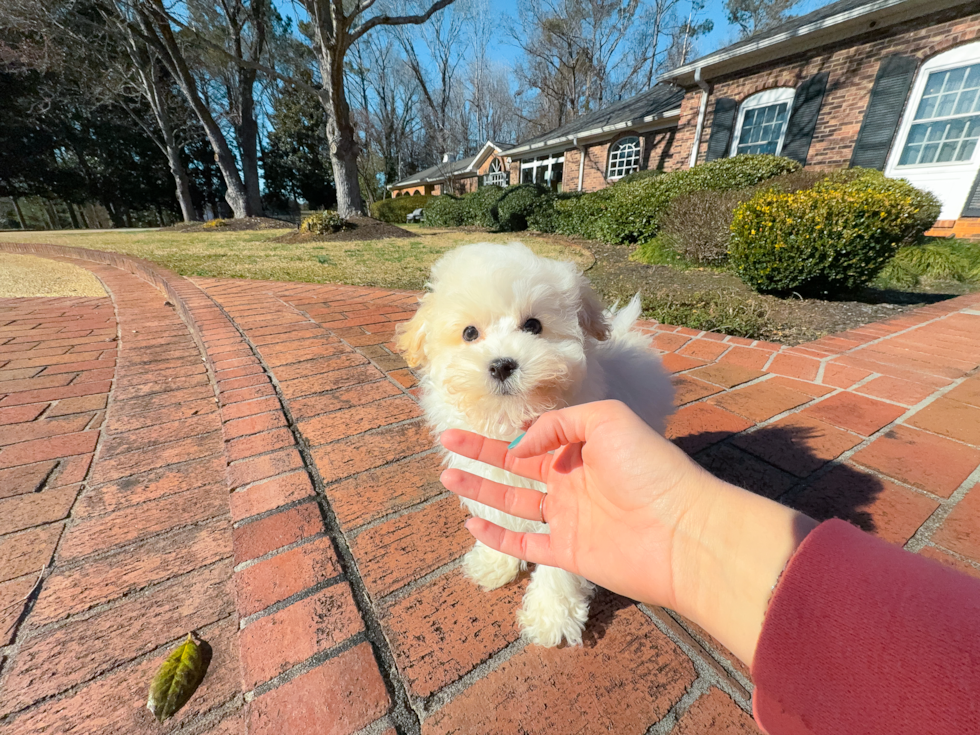 Cute Malt a Poo Poodle Mix Puppy