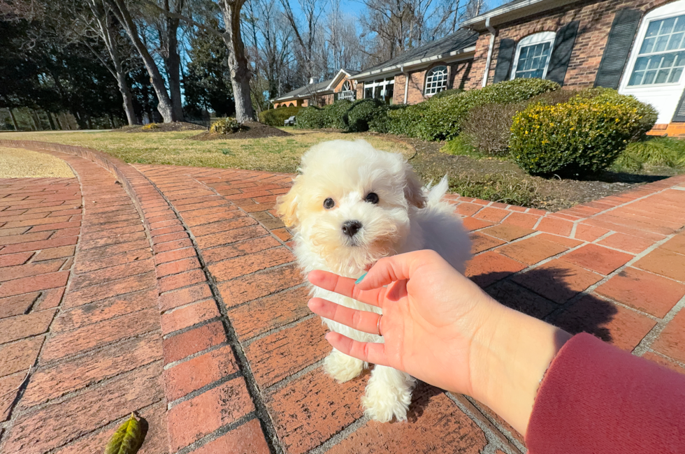 11 week old Maltipoo Puppy For Sale - Simply Southern Pups