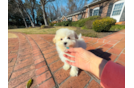 Cute Malt a Poo Poodle Mix Puppy