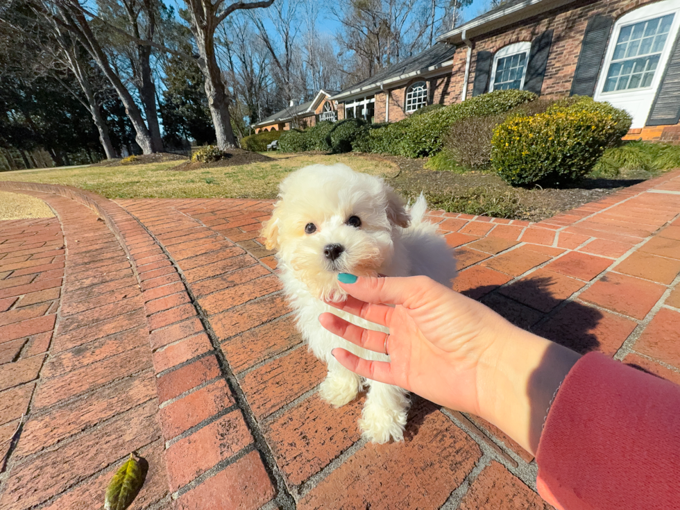 Cute Malt a Poo Poodle Mix Puppy