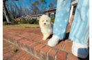 Cute Maltipoo Baby