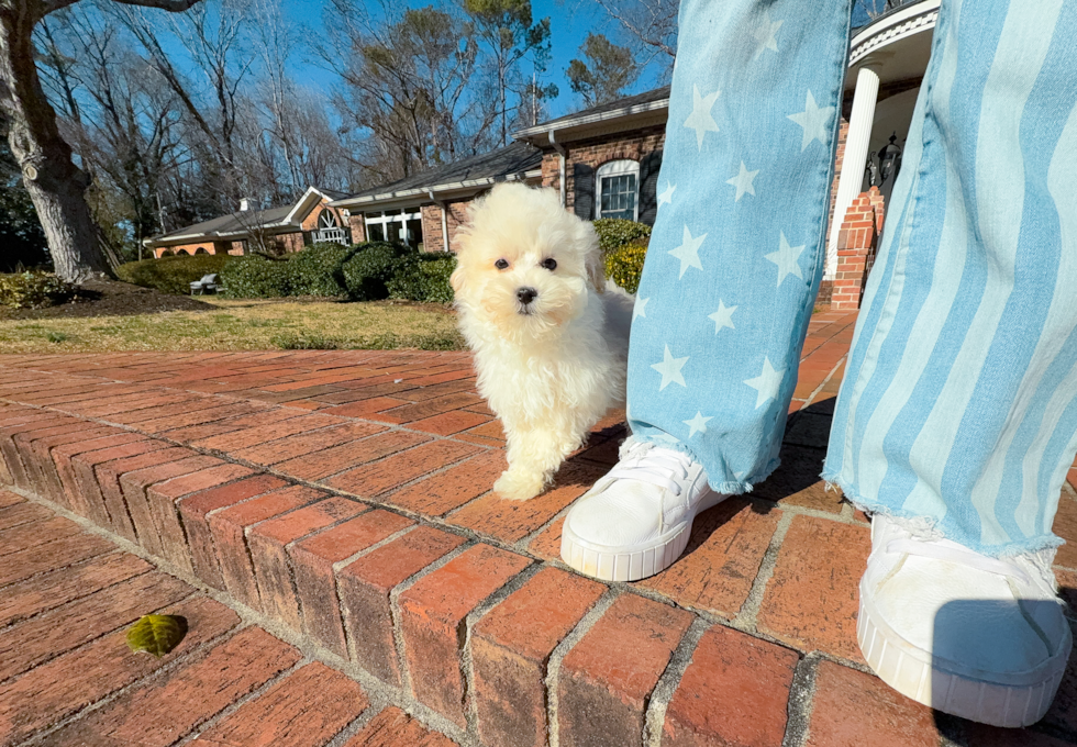 Cute Maltipoo Baby