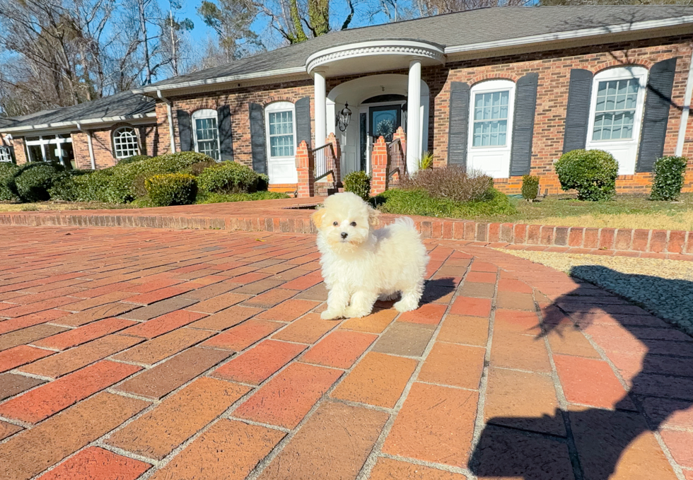 Cute Malt a Poo Poodle Mix Puppy