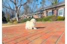 Cute Maltipoo Baby