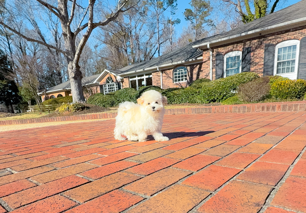 Cute Maltipoo Baby