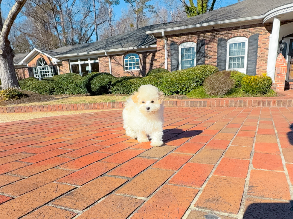 Maltipoo Puppy for Adoption