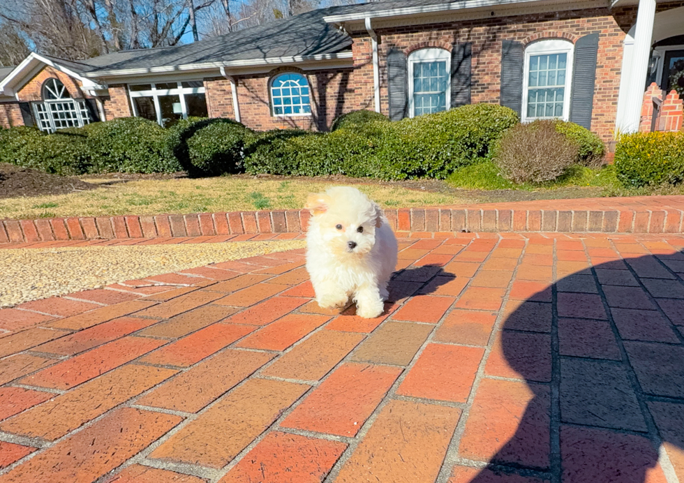 Cute Maltipoo Baby