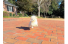 Cute Maltipoo Poodle Mix Pup