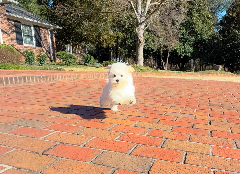 Cute Maltipoo Poodle Mix Pup