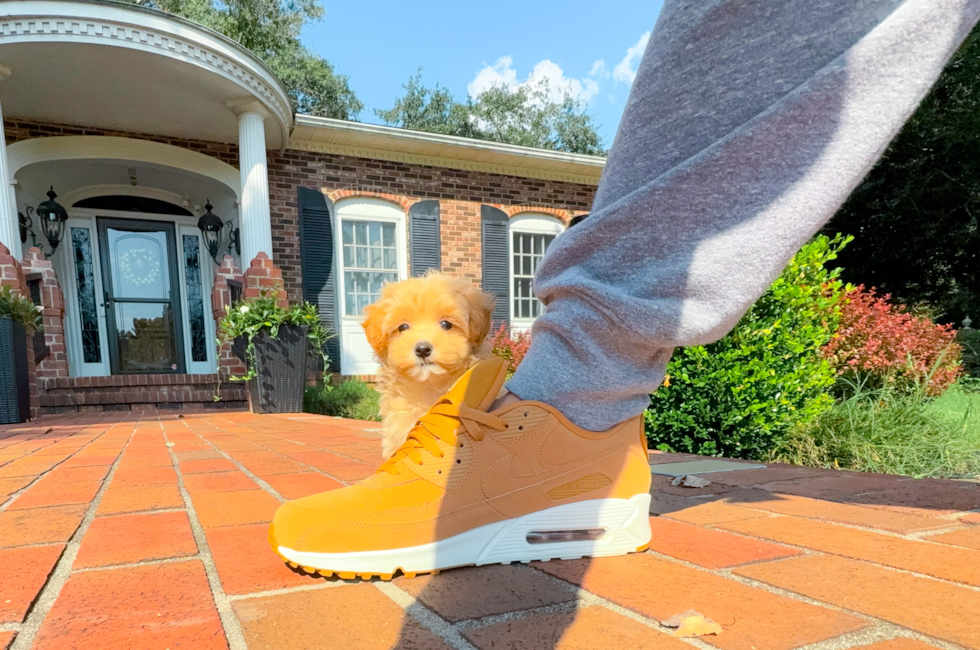 8 week old Maltipoo Puppy For Sale - Simply Southern Pups