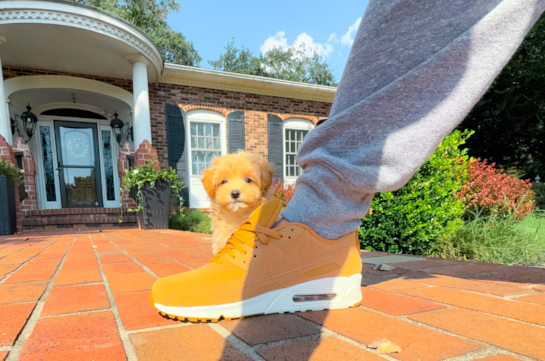 Cute Maltipoo Poodle Mix Pup