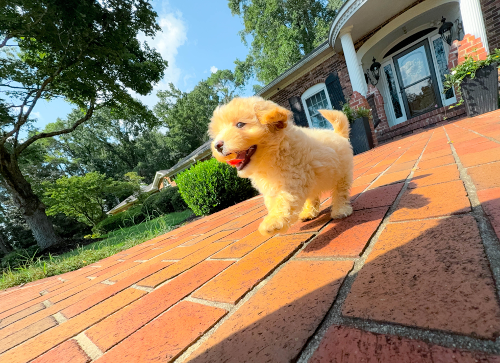 Cute Malt a Poo Poodle Mix Puppy