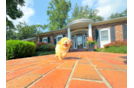 Maltipoo Puppy for Adoption