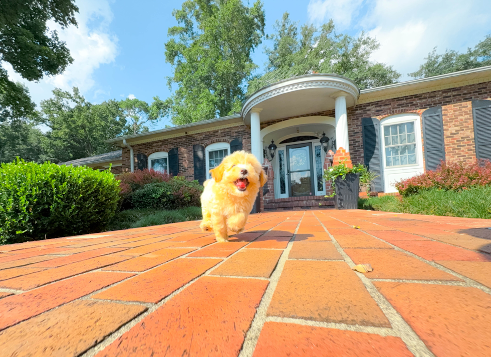 Maltipoo Puppy for Adoption