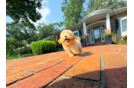 Maltipoo Pup Being Cute