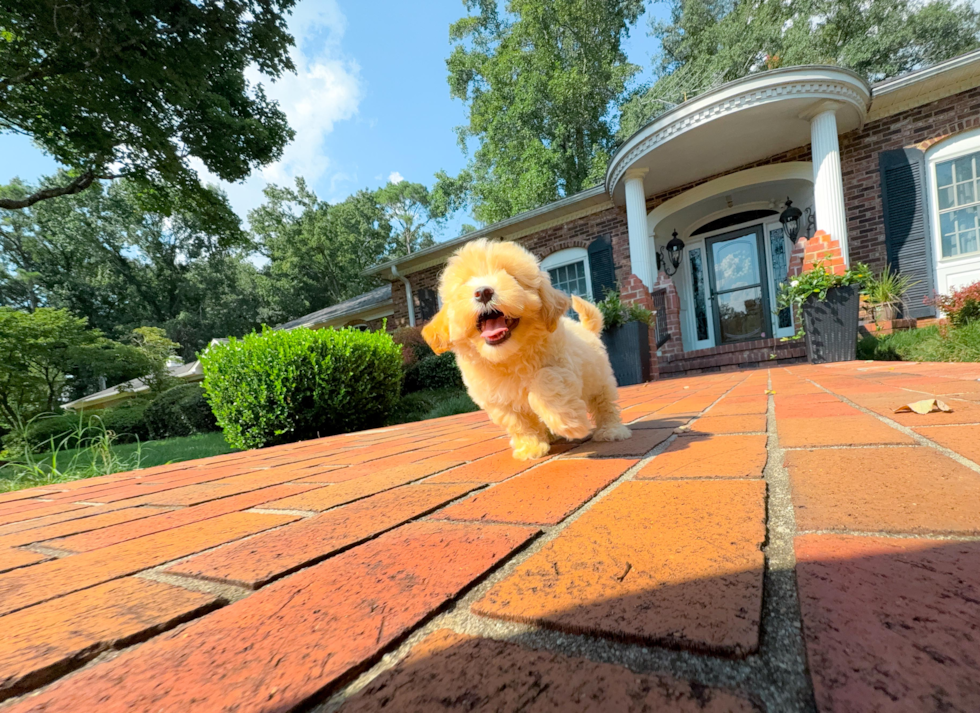 Maltipoo Pup Being Cute
