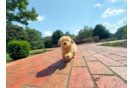 Cute Malt a Poo Poodle Mix Puppy