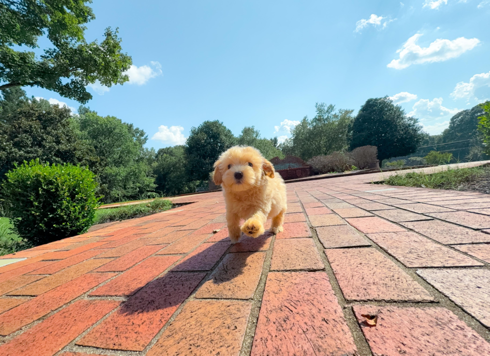 Cute Malt a Poo Poodle Mix Puppy