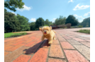 Maltipoo Puppy for Adoption