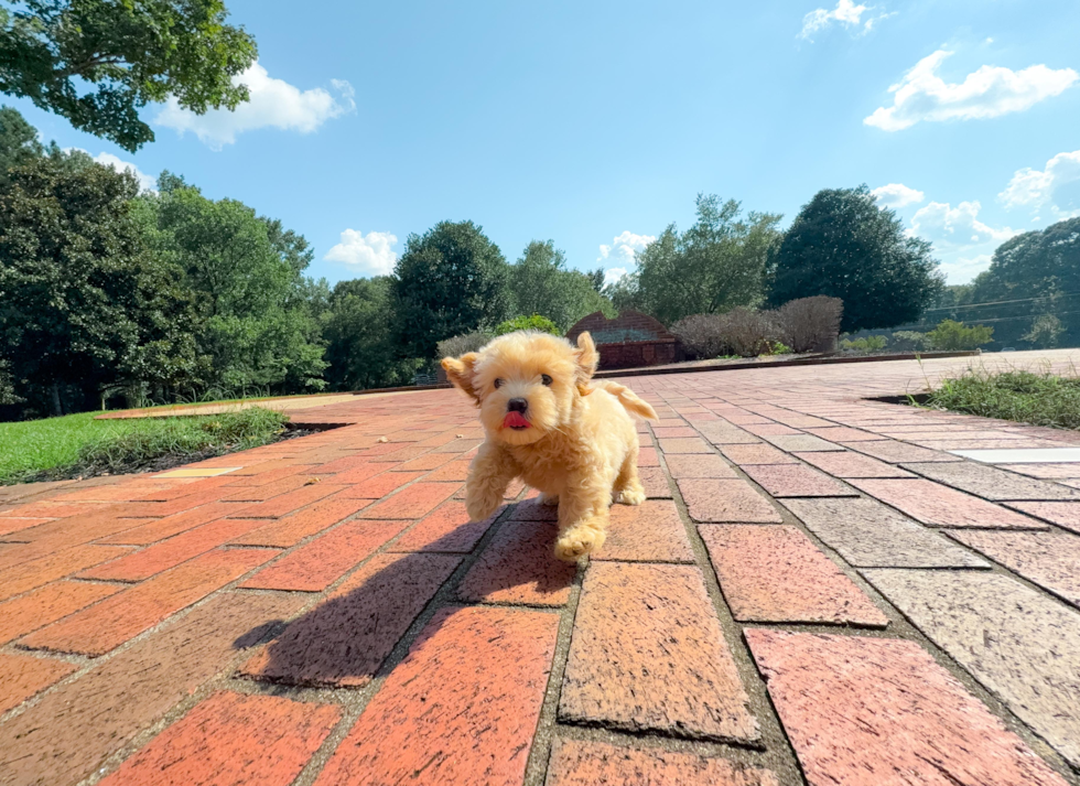 Maltipoo Puppy for Adoption