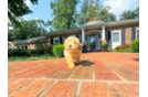 Best Maltipoo Baby