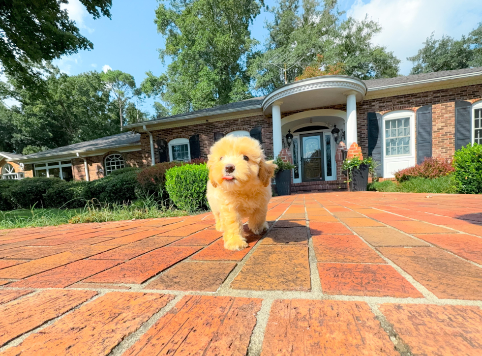 Best Maltipoo Baby
