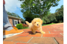 Cute Maltipoo Baby