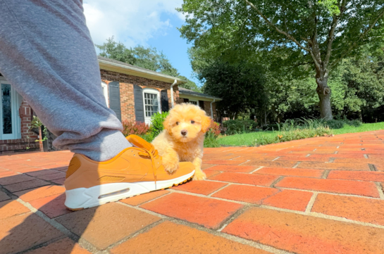 Cute Malt a Poo Poodle Mix Puppy