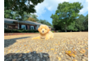 Cute Maltipoo Baby